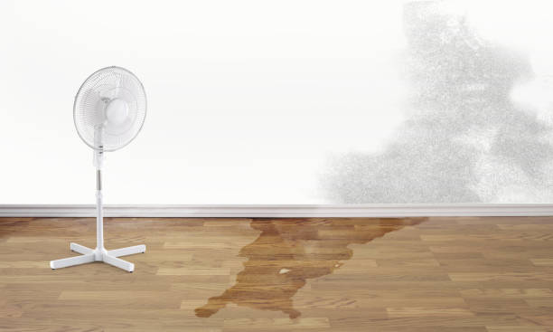Best 24/7 water damage repair  in Edmore, MI
